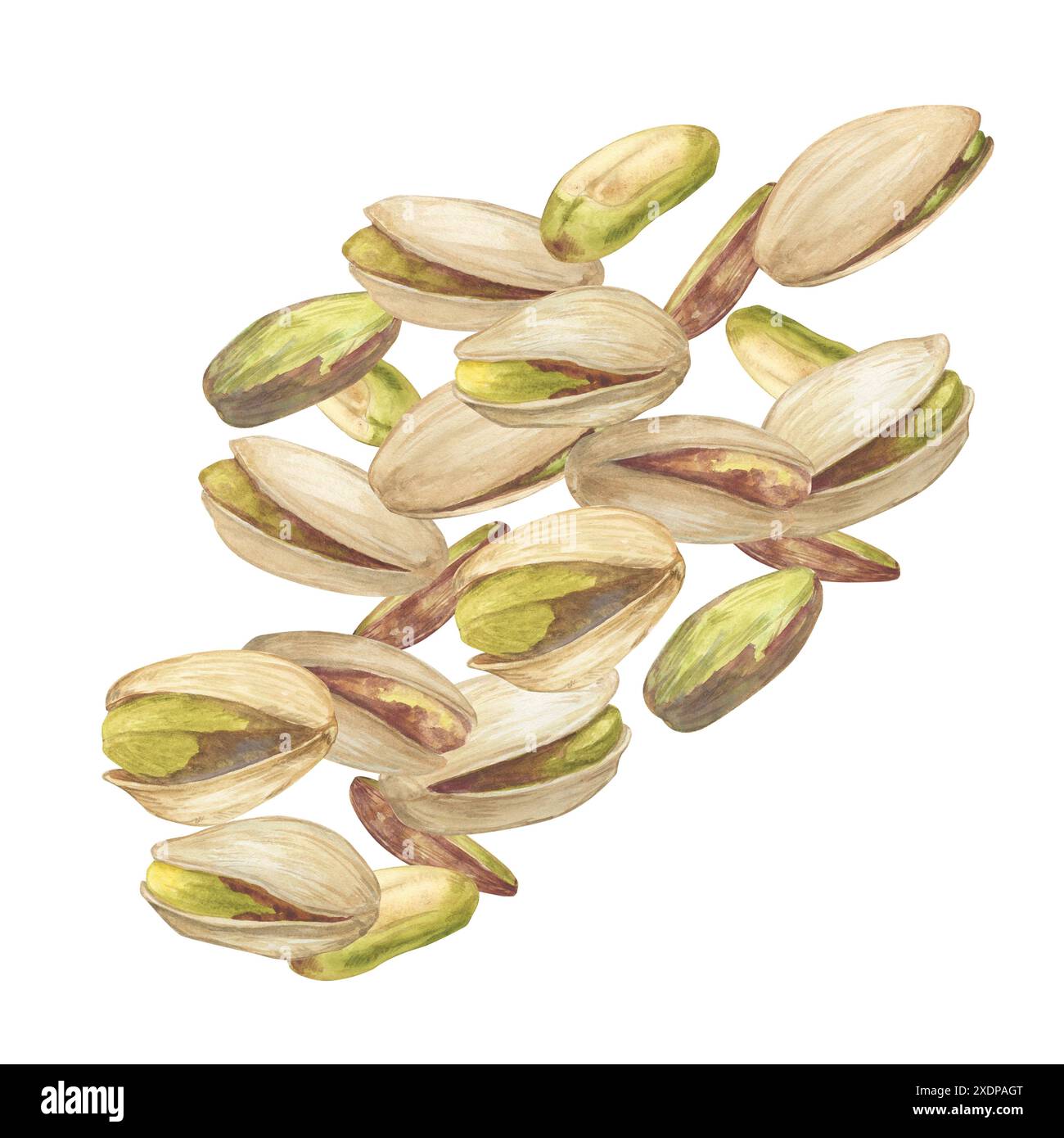 Illustrazione acquerello del pistacchio. Schizzo di disegno botanico stilizzato. Isolato. Trafilato a mano, adatto per la progettazione di imballaggi per alimenti Foto Stock