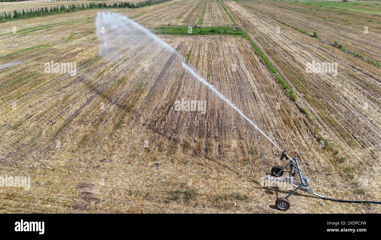 BINZHOU, CINA - 24 GIUGNO 2024 - Un irrigatore irriga un campo di mais nella città di Yangliuxue, città di Binzhou, provincia di Shandong nella Cina orientale, 24 giugno 2024. Foto Stock