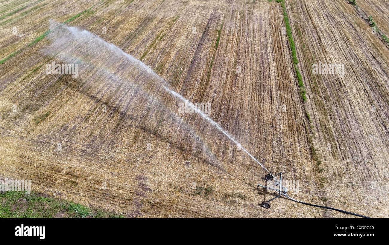 BINZHOU, CINA - 24 GIUGNO 2024 - Un irrigatore irriga un campo di mais nella città di Yangliuxue, città di Binzhou, provincia di Shandong nella Cina orientale, 24 giugno 2024. Foto Stock