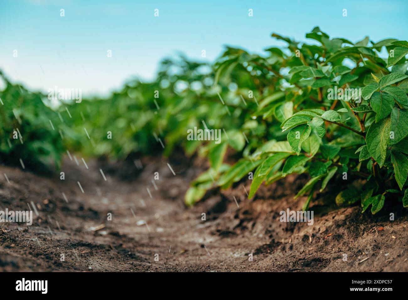 Irrigazione agricola delle colture di patate coltivate nei campi di piantagione, attenzione selettiva Foto Stock