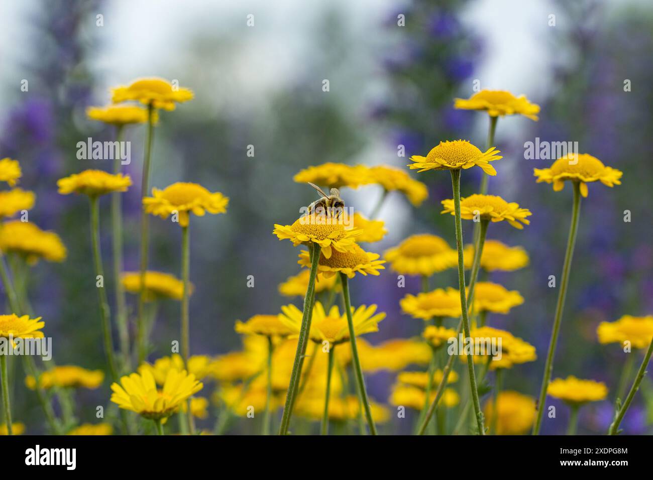 fiori gialli luminosi nel prato estivo, un'ape siede su un fiore Foto Stock