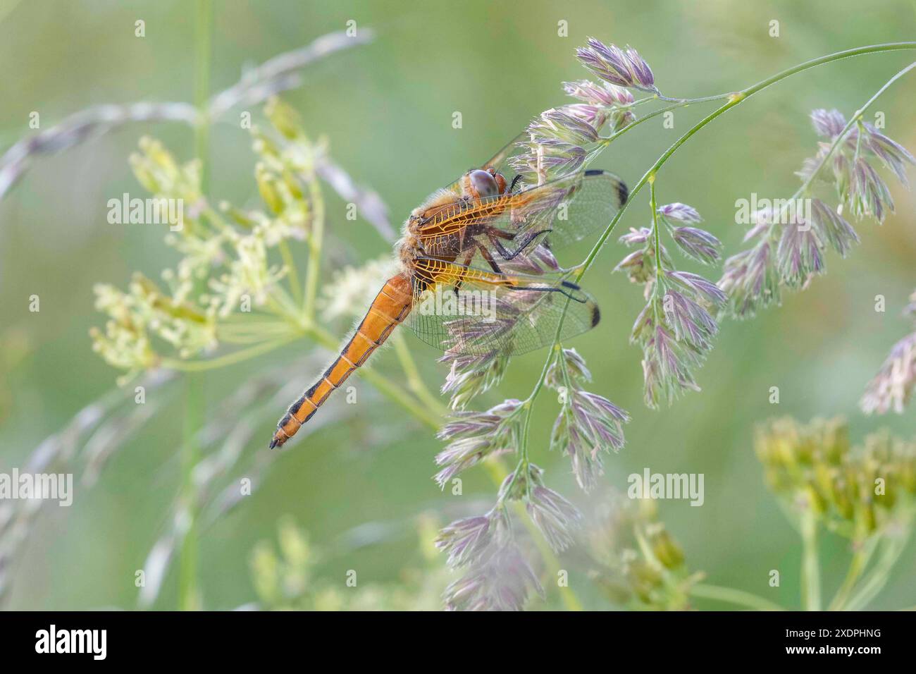 Scarso Chaser. Libellula fulva nella riserva naturale Summer Leys Northamptonshire, Inghilterra, Regno Unito. Foto Stock