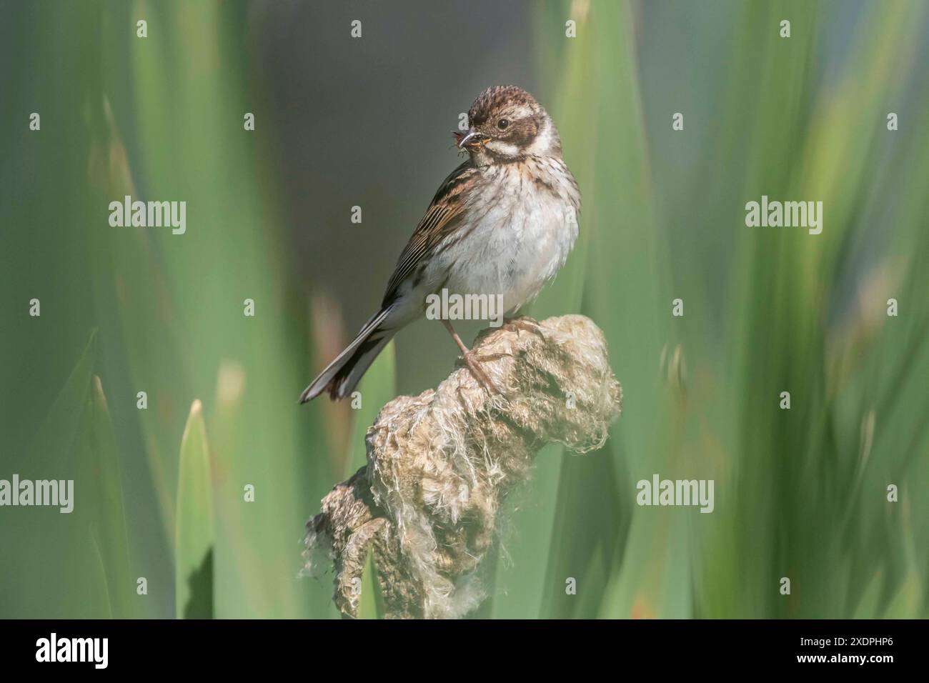 Reed Bunting Emberiza schoeniclus su Bull si precipita a raccogliere cibo per i pulcini lungo il fiume Nene, Northampton, Inghilterra, Regno Unito. Foto Stock