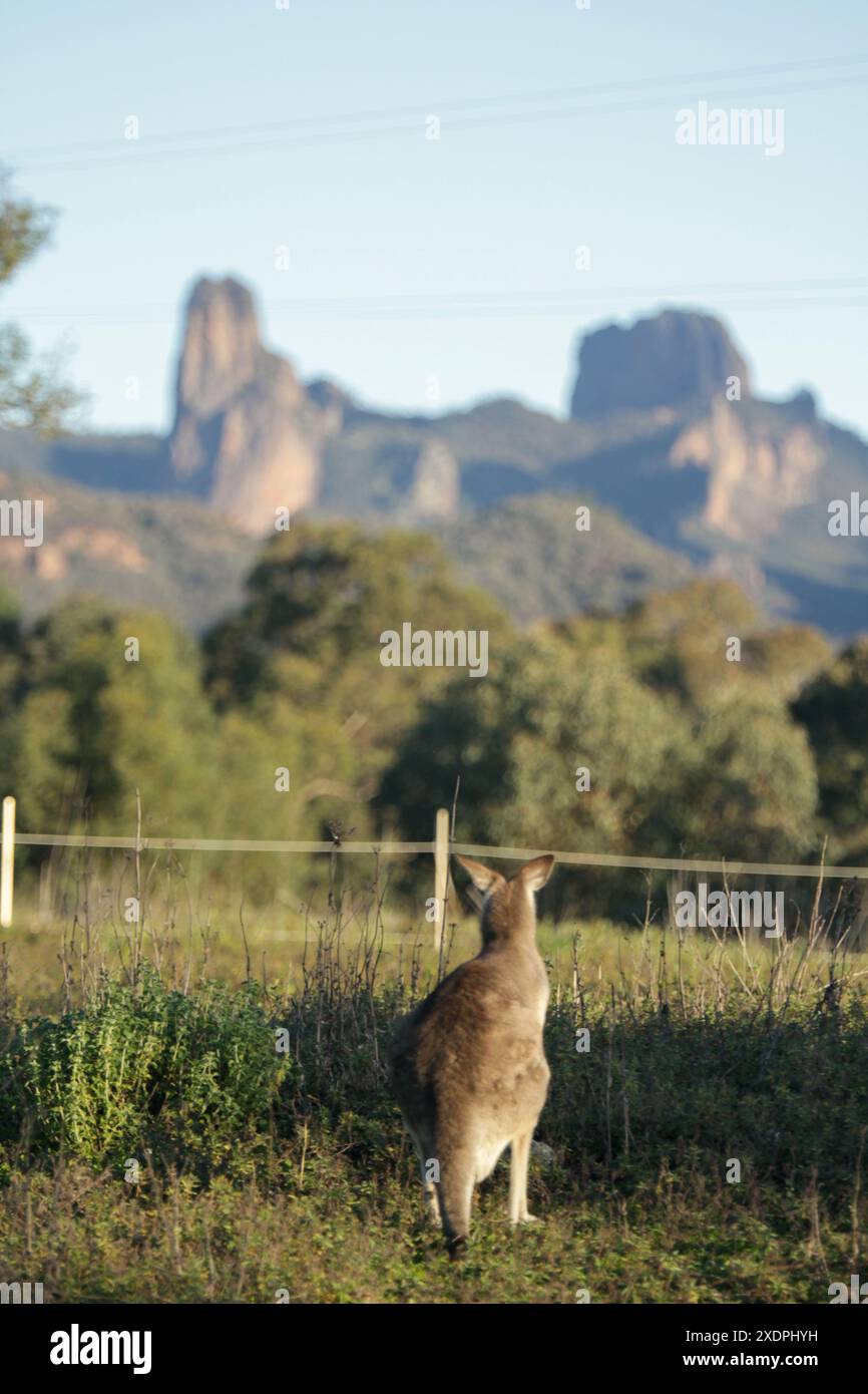 Canguro che guarda le montagne Foto Stock