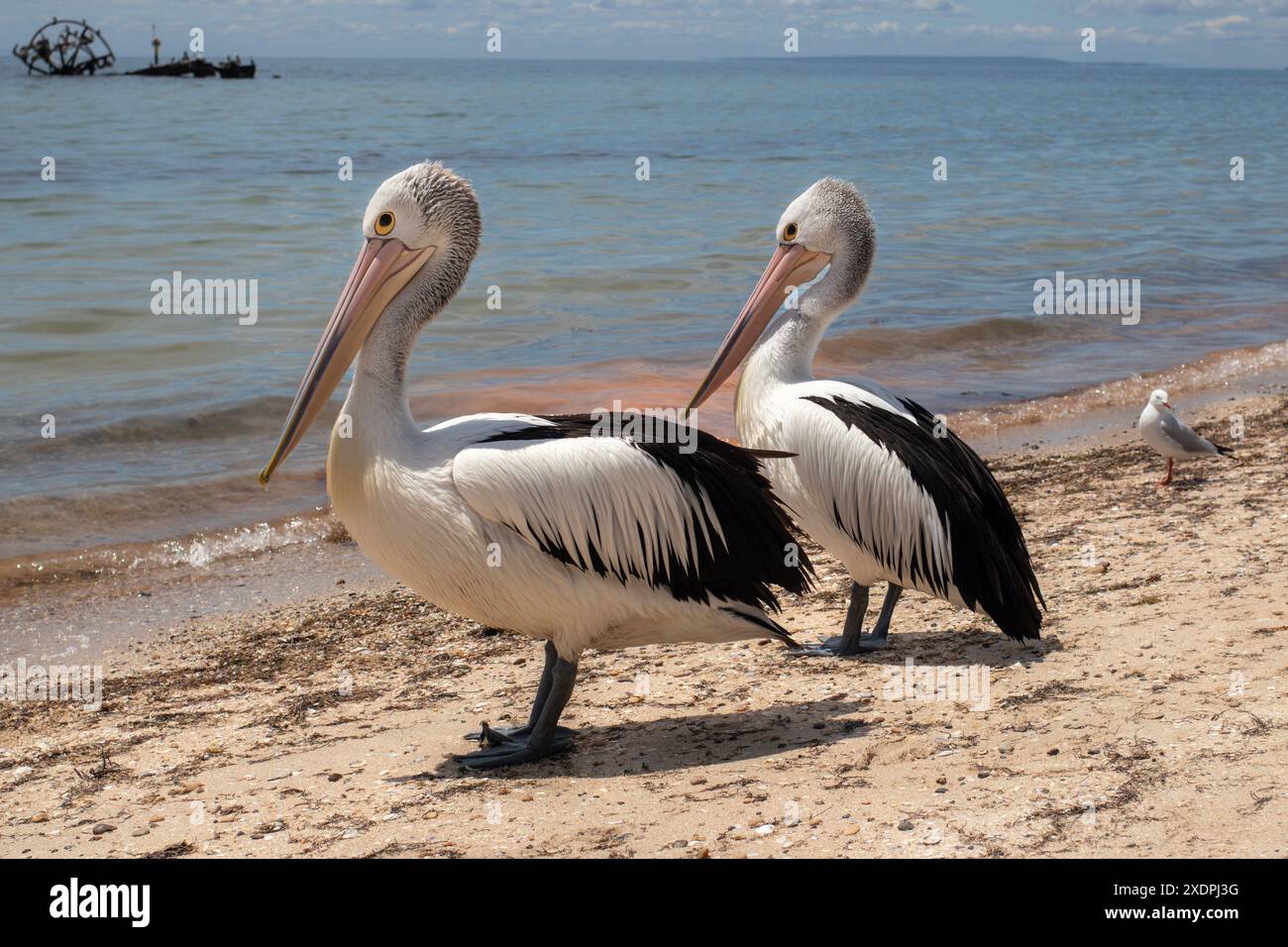 Pellicani sulla riva al Bellarine Peninsula Day Foto Stock