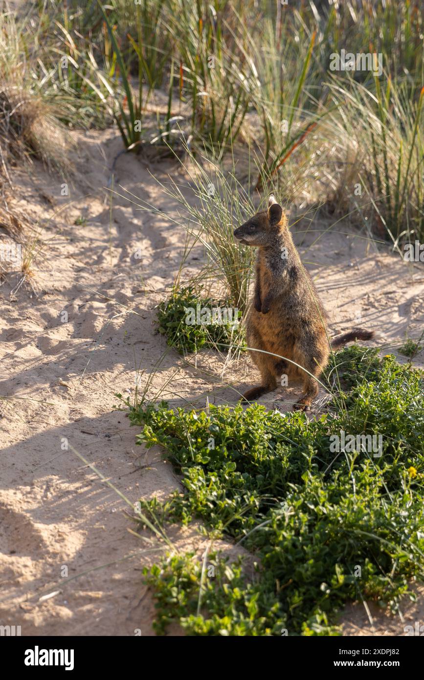 Grazioso Wallaby su un terreno sabbioso circondato da erbe e vegetazione Foto Stock