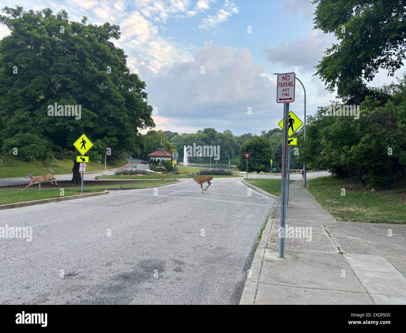 Cervo che attraversa la strada a Eden Park, Mount Adams, Cincinnati Foto Stock