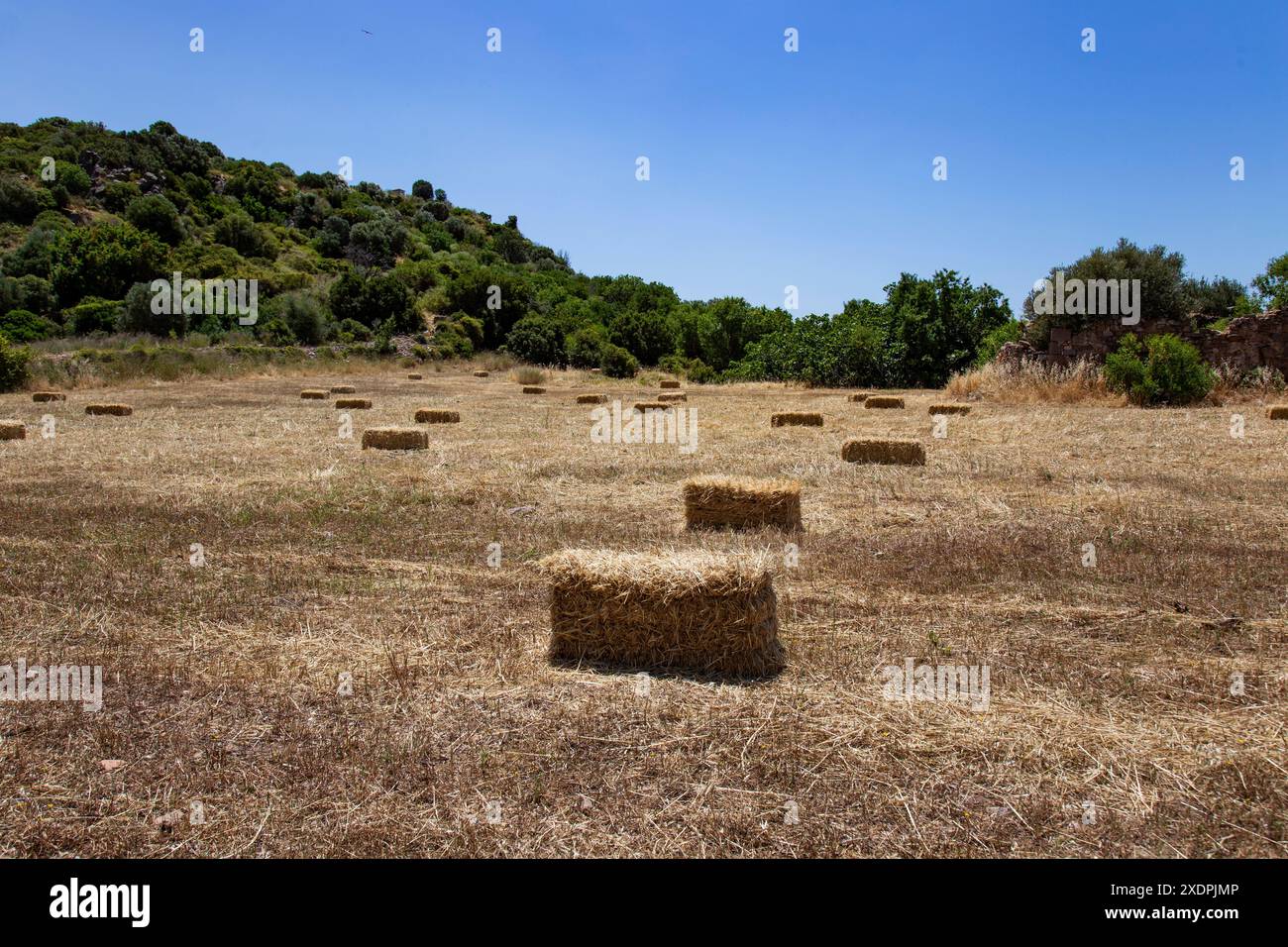 Campo con balle di fieno sparse intorno, colline e alberi Foto Stock