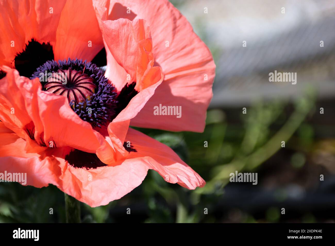 Primo piano di un vivace fiore di papavero corallino con un centro scuro Foto Stock