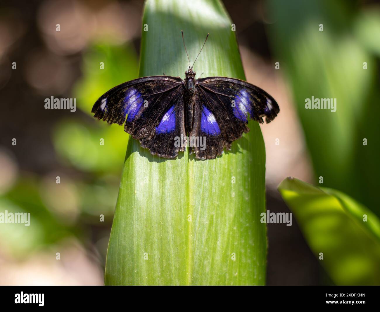 Primo piano di farfalla blu/viola e nera arroccata su una foglia verde Foto Stock