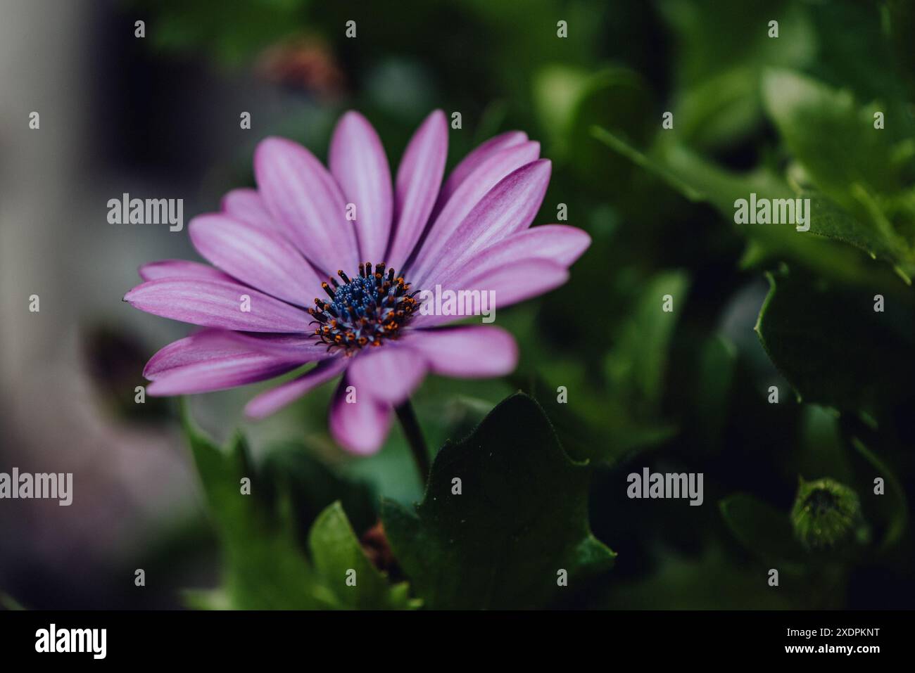 Fiore a margherita viola del mantello con goccioline d'acqua dopo la pioggia. Foto Stock