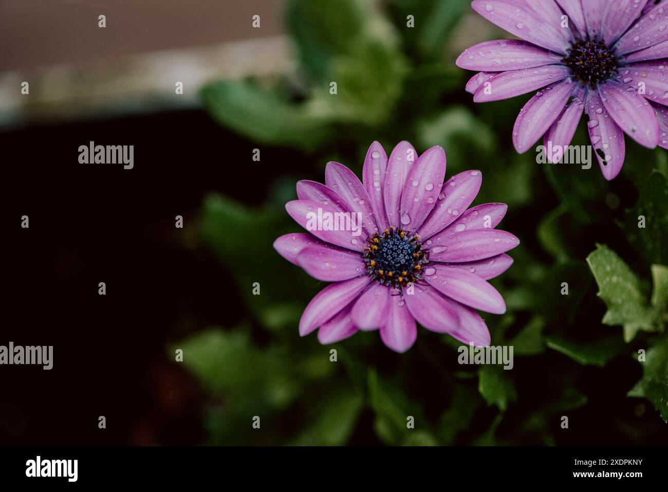 Fiore a margherita viola del mantello con goccioline d'acqua dopo la pioggia Foto Stock