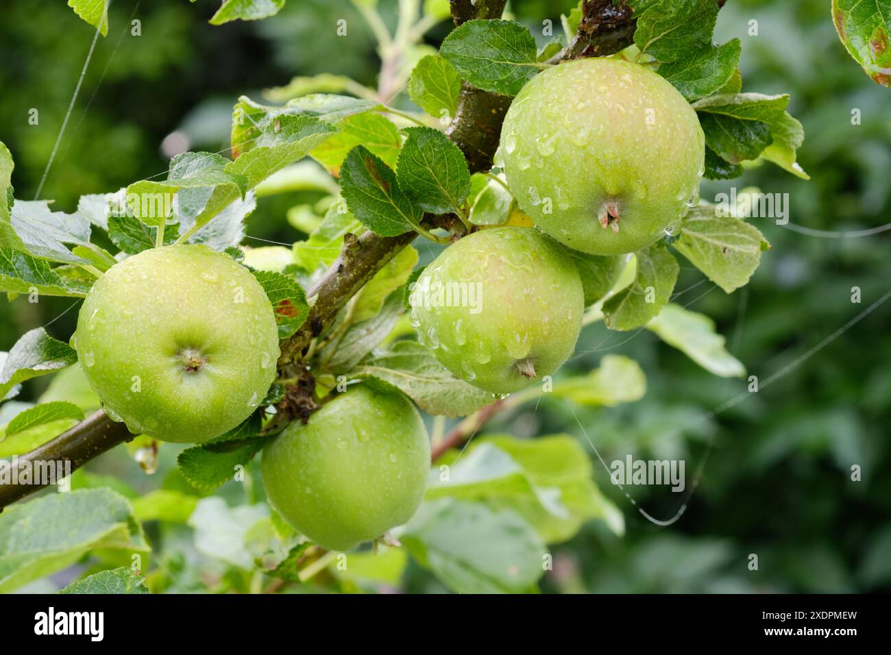 Mele rosse Windsor da dessert maturate che crescono su un albero di mele in un frutteto e orto, Regno Unito. Foto Stock