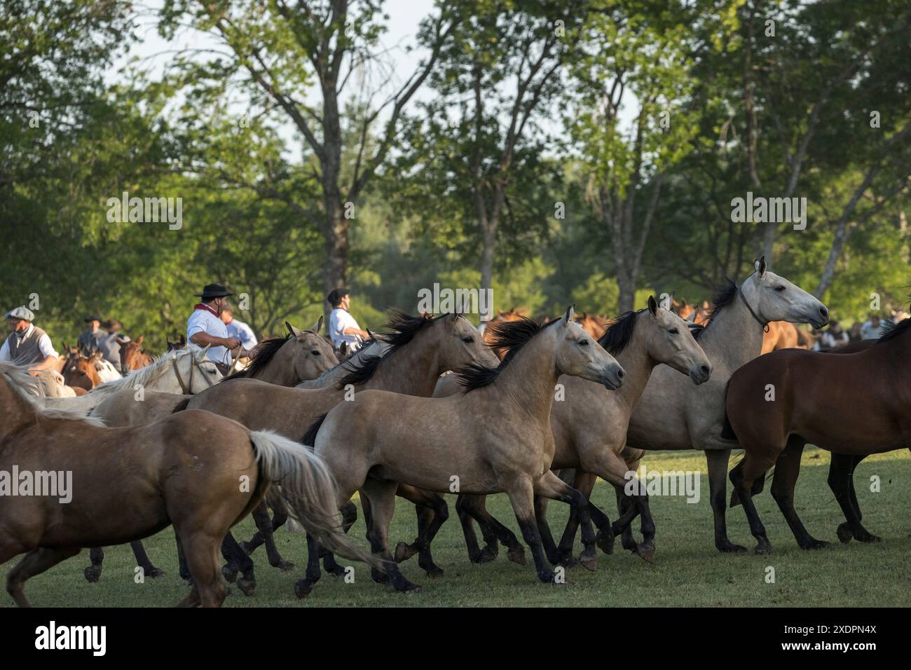 San Antonio de areco creollos Horse dia de la Tradition Tradition Festival, provincia di Buenos Aires Foto Stock