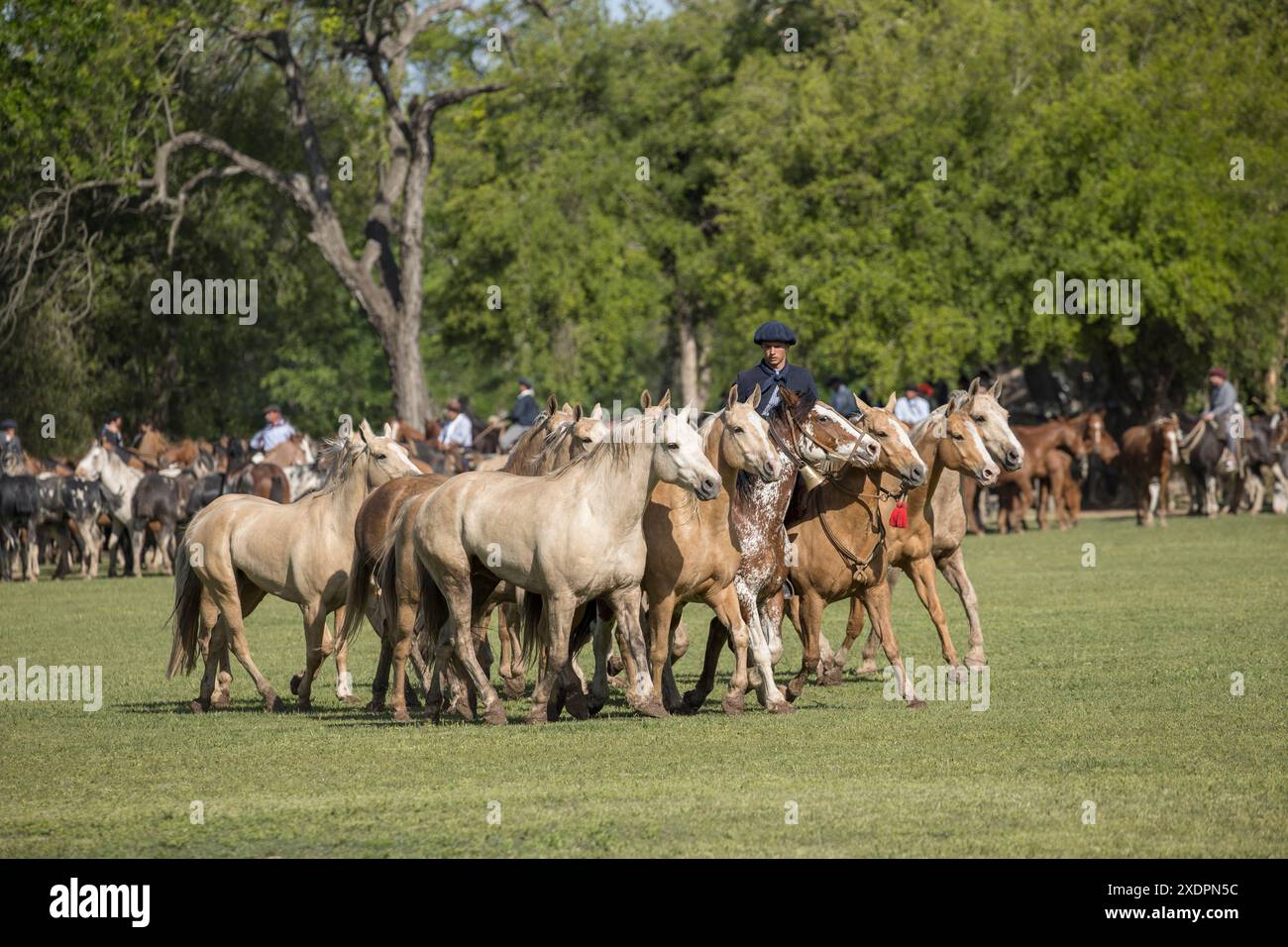 San Antonio de areco creollos Horse dia de la Tradition Tradition Festival, provincia di Buenos Aires Foto Stock