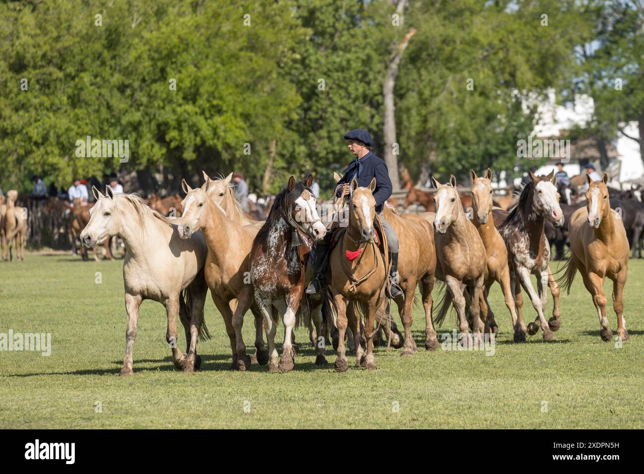 San Antonio de areco creollos Horse dia de la Tradition Tradition Festival, provincia di Buenos Aires Foto Stock