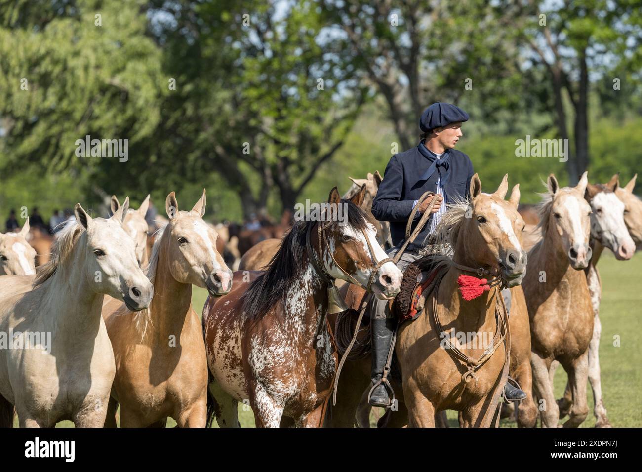 San Antonio de areco creollos Horse dia de la Tradition Tradition Festival, provincia di Buenos Aires Foto Stock