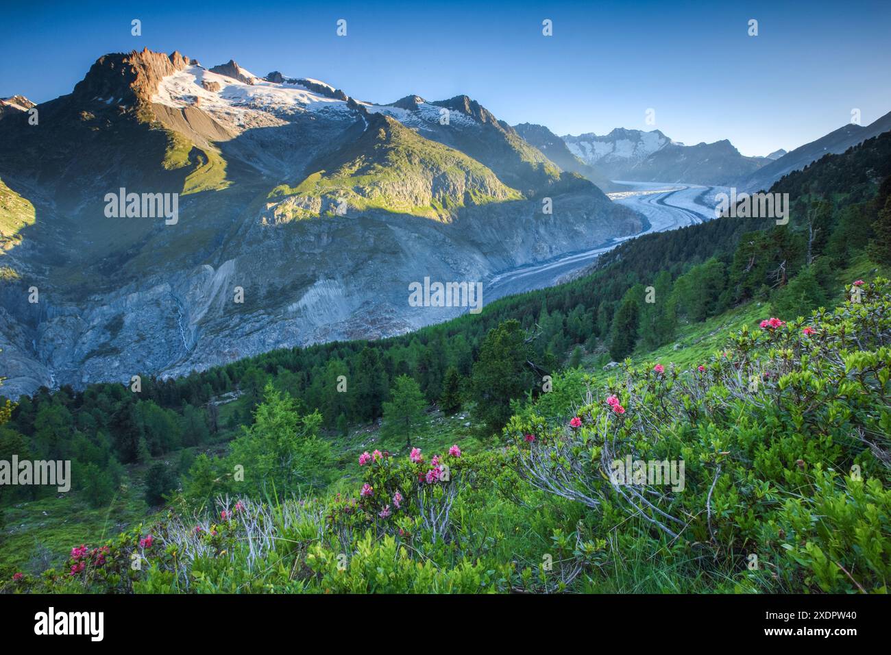 Geografia / viaggi, Svizzera, Fusshorn e Wannenhorn Mountains con ghiacciaio Aletsch, USO NON ESCLUSIVO PER BIGLIETTI-AUGURI-CARTOLINE-CARTOLINE-BIGLIETTI-BIGLIETTI Foto Stock