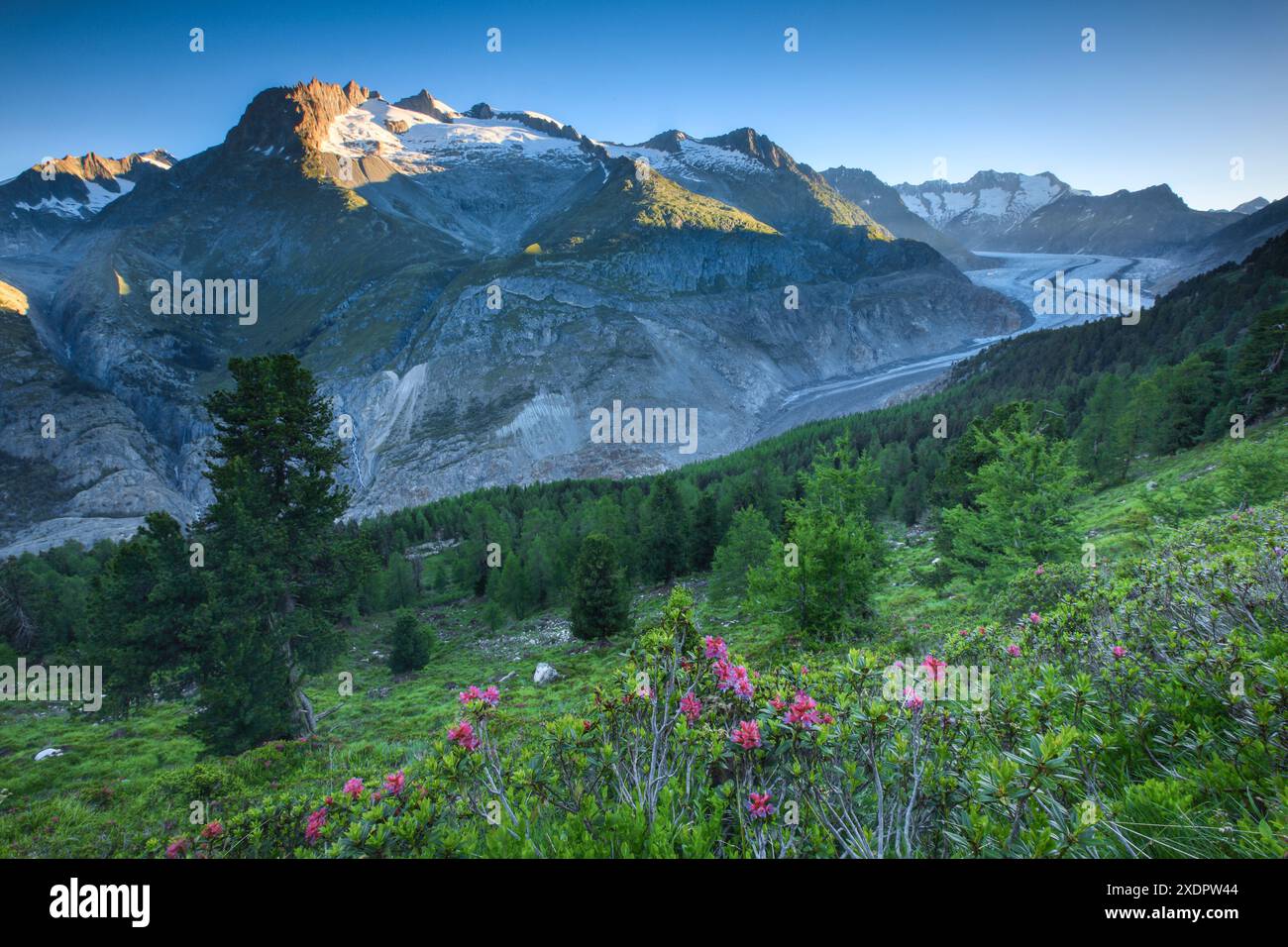 Geografia / viaggi, Svizzera, Fusshorn e Wannenhorn Mountains con ghiacciaio Aletsch, USO NON ESCLUSIVO PER BIGLIETTI-AUGURI-CARTOLINE-CARTOLINE-BIGLIETTI-BIGLIETTI Foto Stock