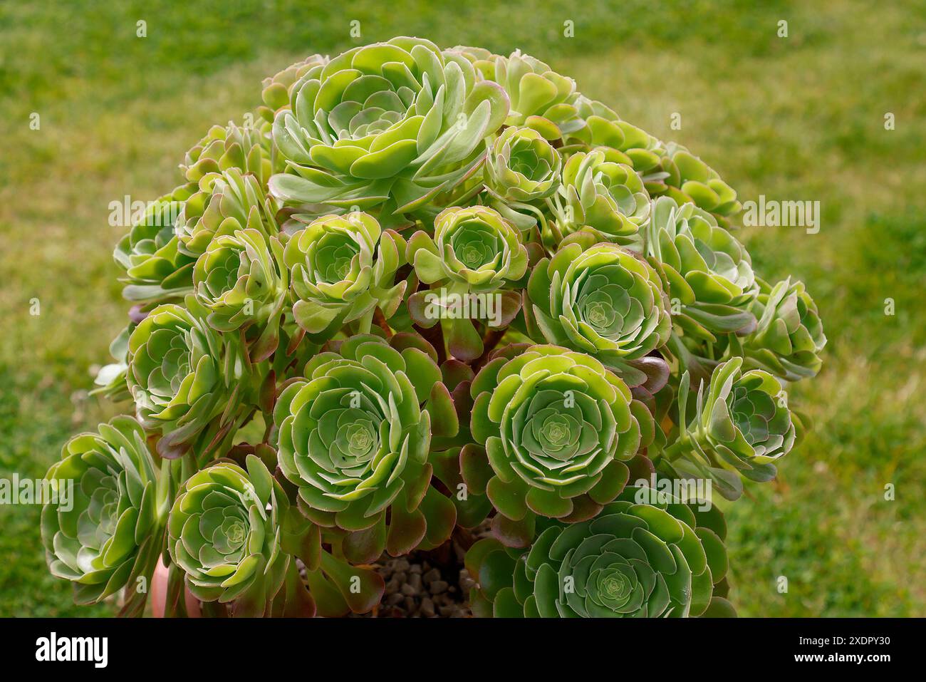 Primo piano delle foglie verdi con punte rosse del tenero giardino piante succulente eonio arrossante bellezza. Foto Stock