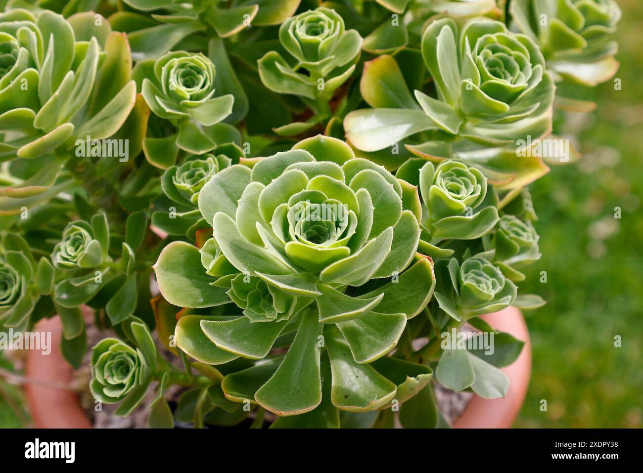 Primo piano delle foglie verdi a forma di cucchiaio dei rosoni sempreverdi del tenero giardino piante succulente eonium balsamiferum. Foto Stock