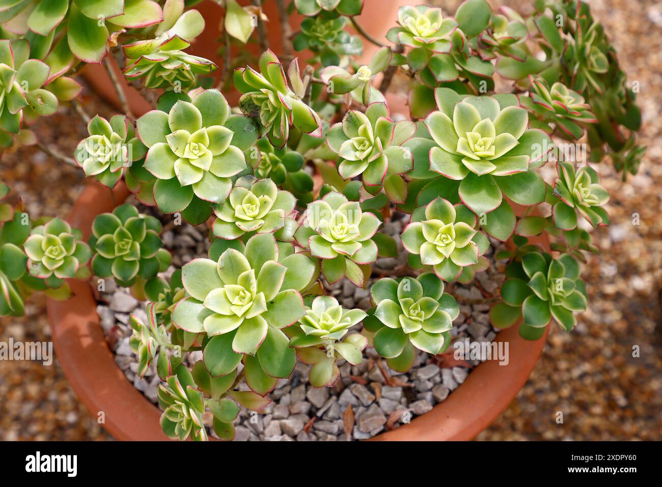 Primo piano delle foglie verdi con margini rossi del tenero giardino succulento eonio ciliatum. Foto Stock