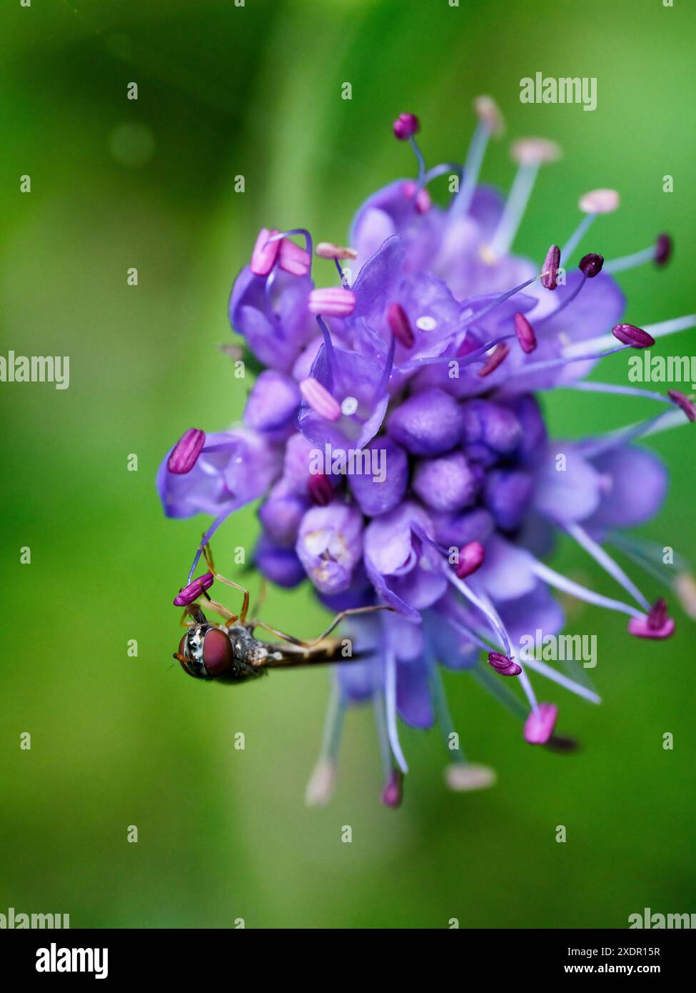 Minuscolo hoverfly che raccoglie polline su un fiore scabioso (succisa pratensis) di un diavolo viola, su uno sfondo verde chiaro e semplice Foto Stock