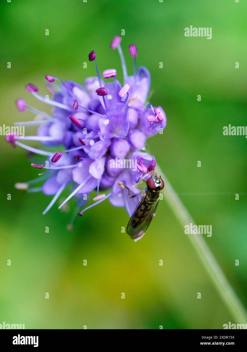 Minuscolo hoverfly che raccoglie polline su un fiore scabioso (succisa pratensis) di un diavolo viola, su uno sfondo verde chiaro e semplice Foto Stock