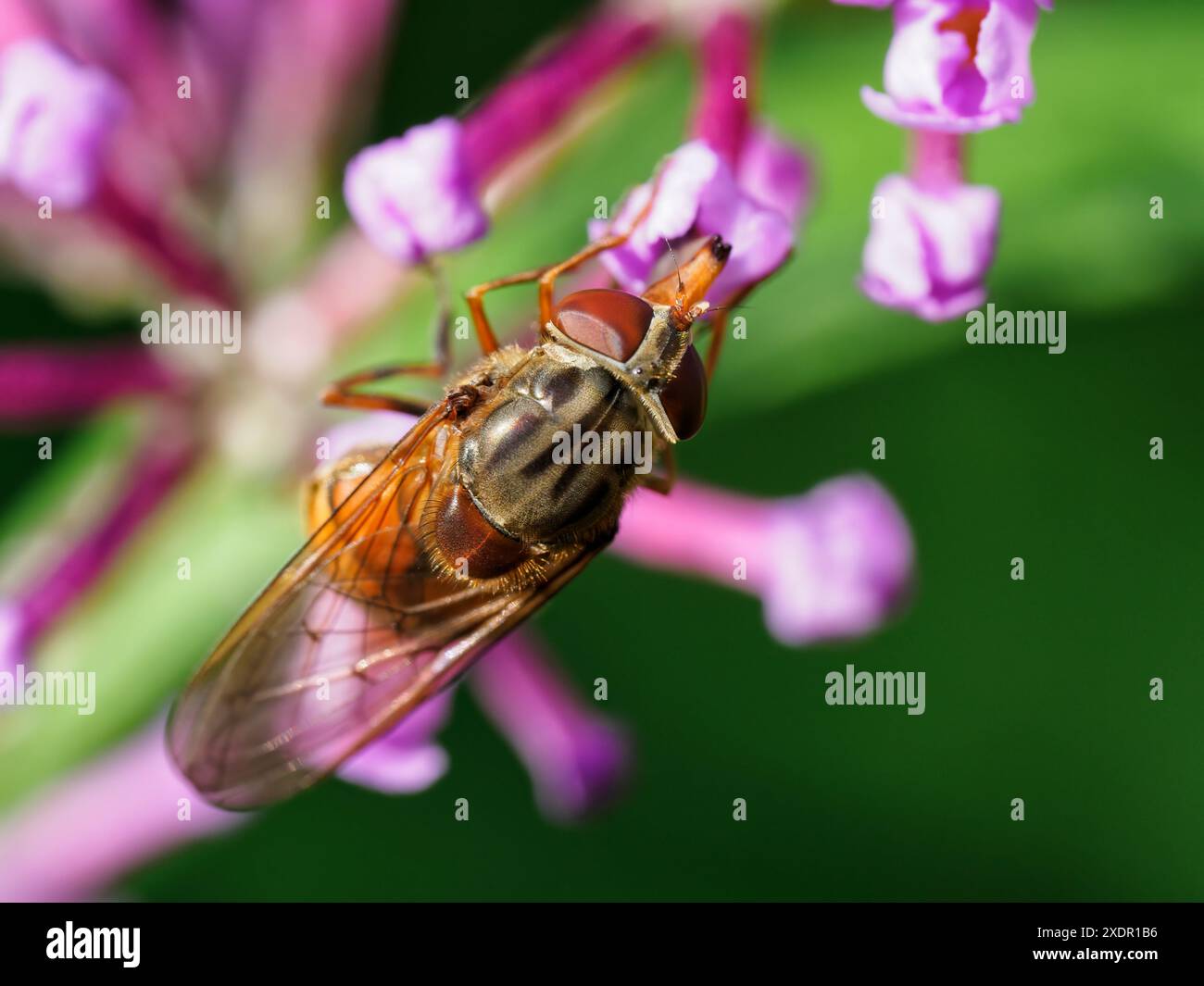 L'hoverfly Commoi (Rhingia campestris) devia su piccoli fiori rosa Foto Stock