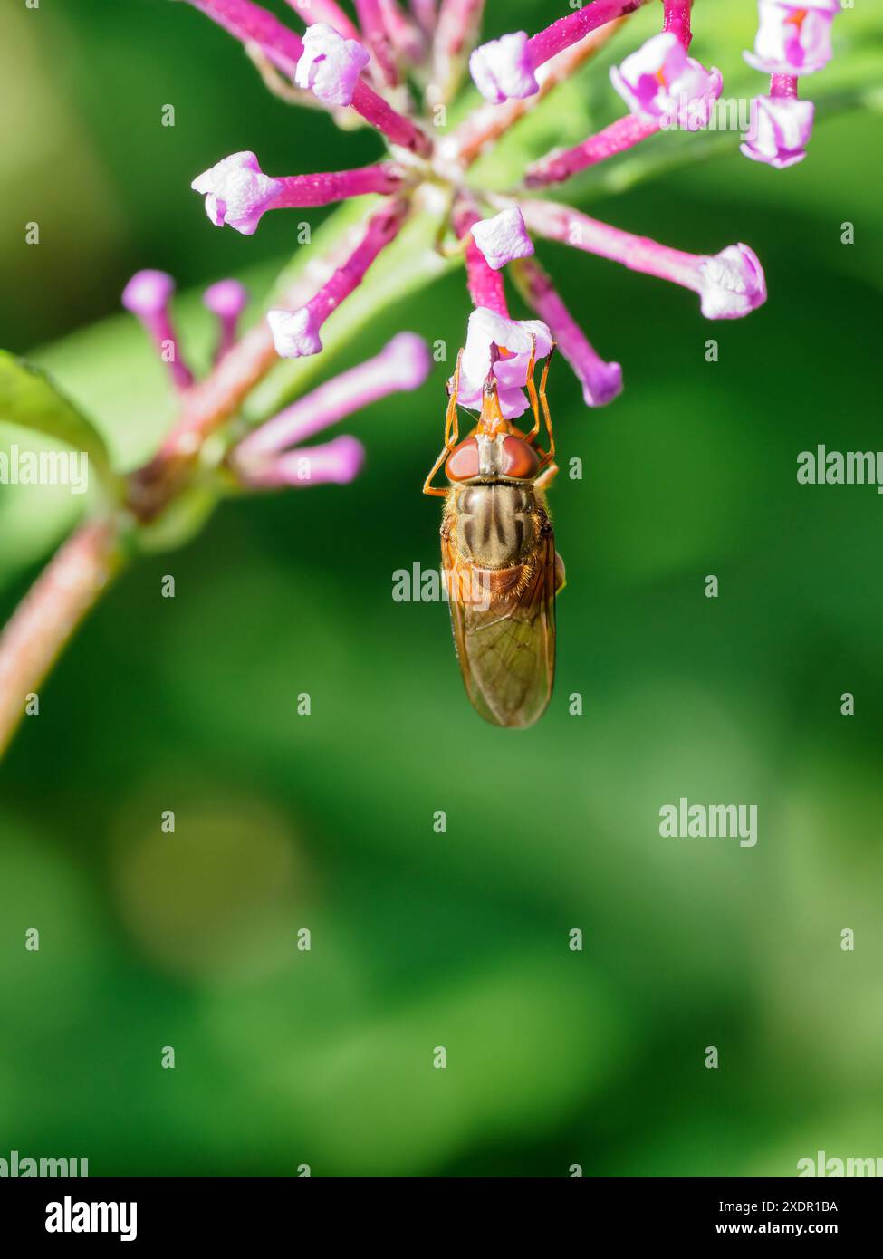 L'hoverfly Commoi (Rhingia campestris) devia su piccoli fiori rosa Foto Stock