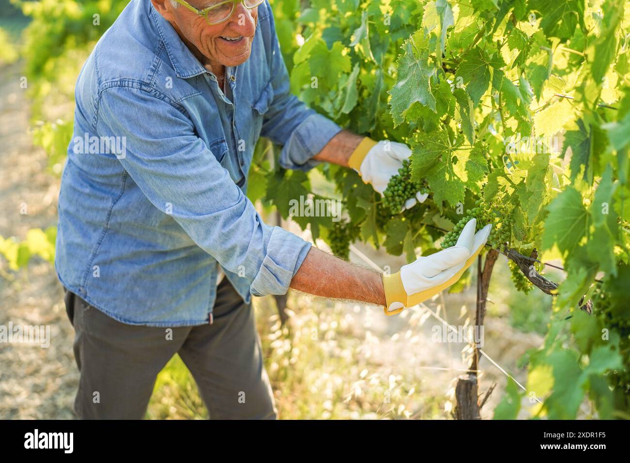 Uomo produttore di vino senior che tiene un grappolo di uva bianca con vigneto sullo sfondo - concetto di azienda agricola biologica e piccola impresa - Focus sulla mano destra Foto Stock