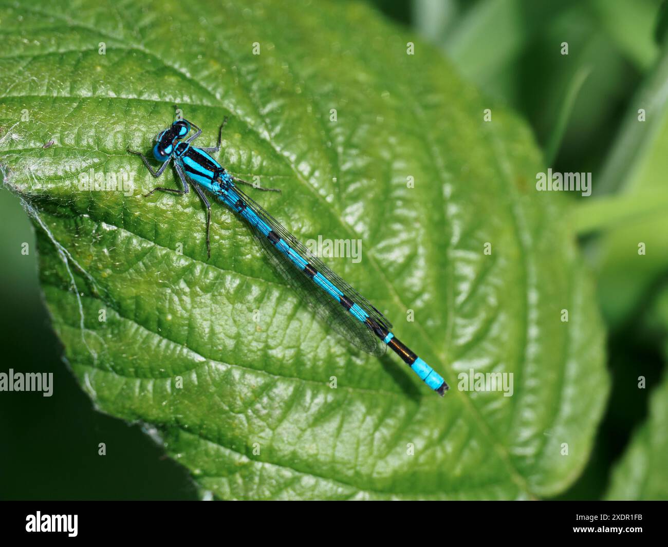 Comune damselfly blu (Enallagma cyathigerum) (maschio) che poggia su una foglia Foto Stock