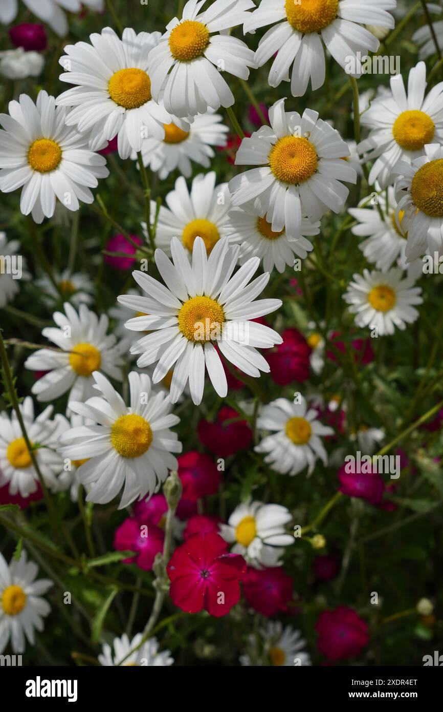 sfondo floreale daisy. prato estivo pieno di margherite colorate. bei fiori Foto Stock