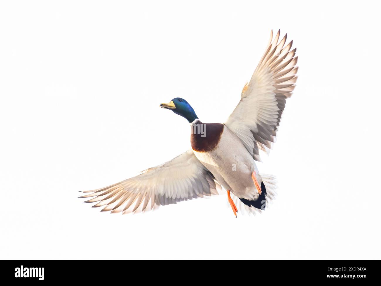 Mallard drake anatra in un volo invernale sul fiume Ottawa in Canada Foto Stock