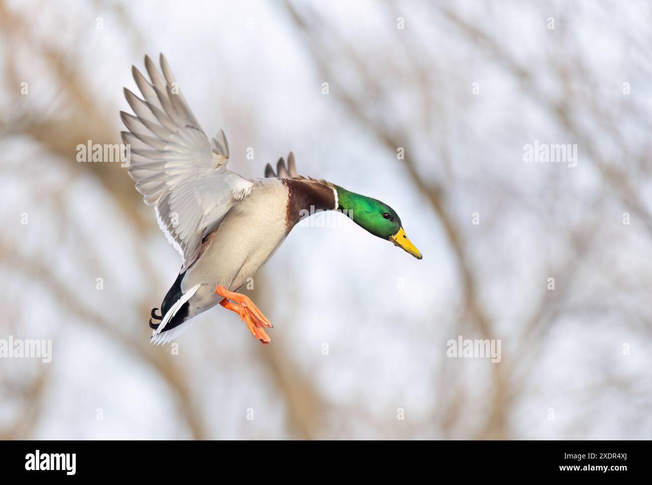 L'anatra Mallard drake arriva per uno sbarco sul fiume Ottawa in un inverno canadese. Foto Stock