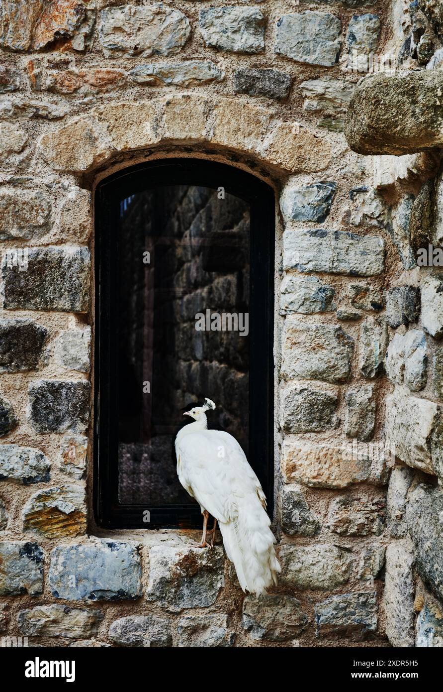 Pavone bianco in piedi alla finestra di un antico castello, Bodrum, Turchia, Europa Foto Stock