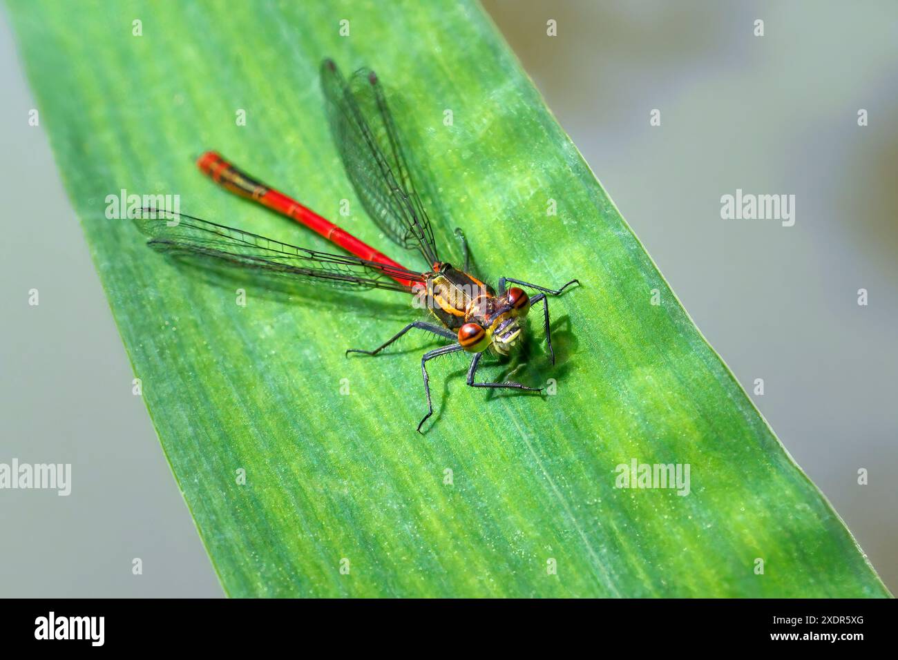 Grande Damselfly rossa (Pyrrhosoma nymphula) maschio su una foglia di canna Foto Stock