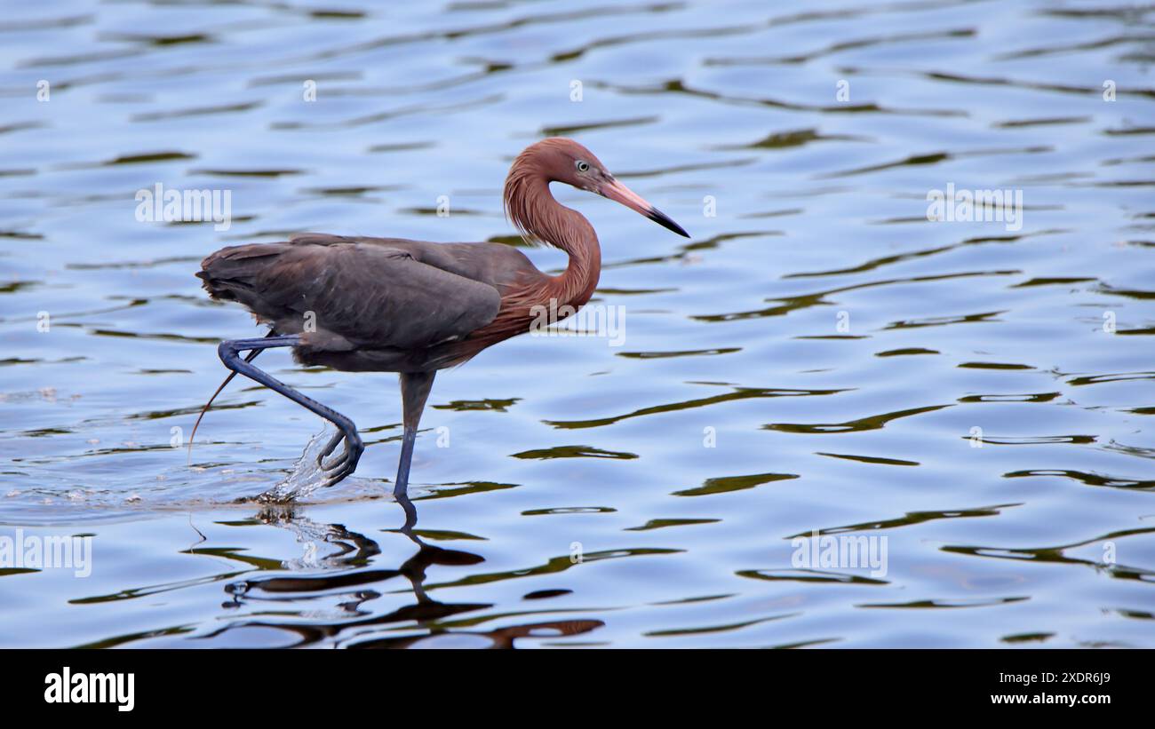 Egretta rossastra che attraversa acque poco profonde durante la pesca Foto Stock