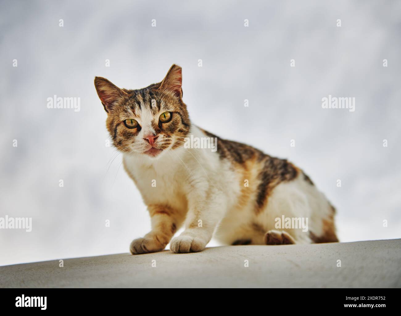Gatto randagio sull'isola di Patmos, Grecia, Europa Foto Stock