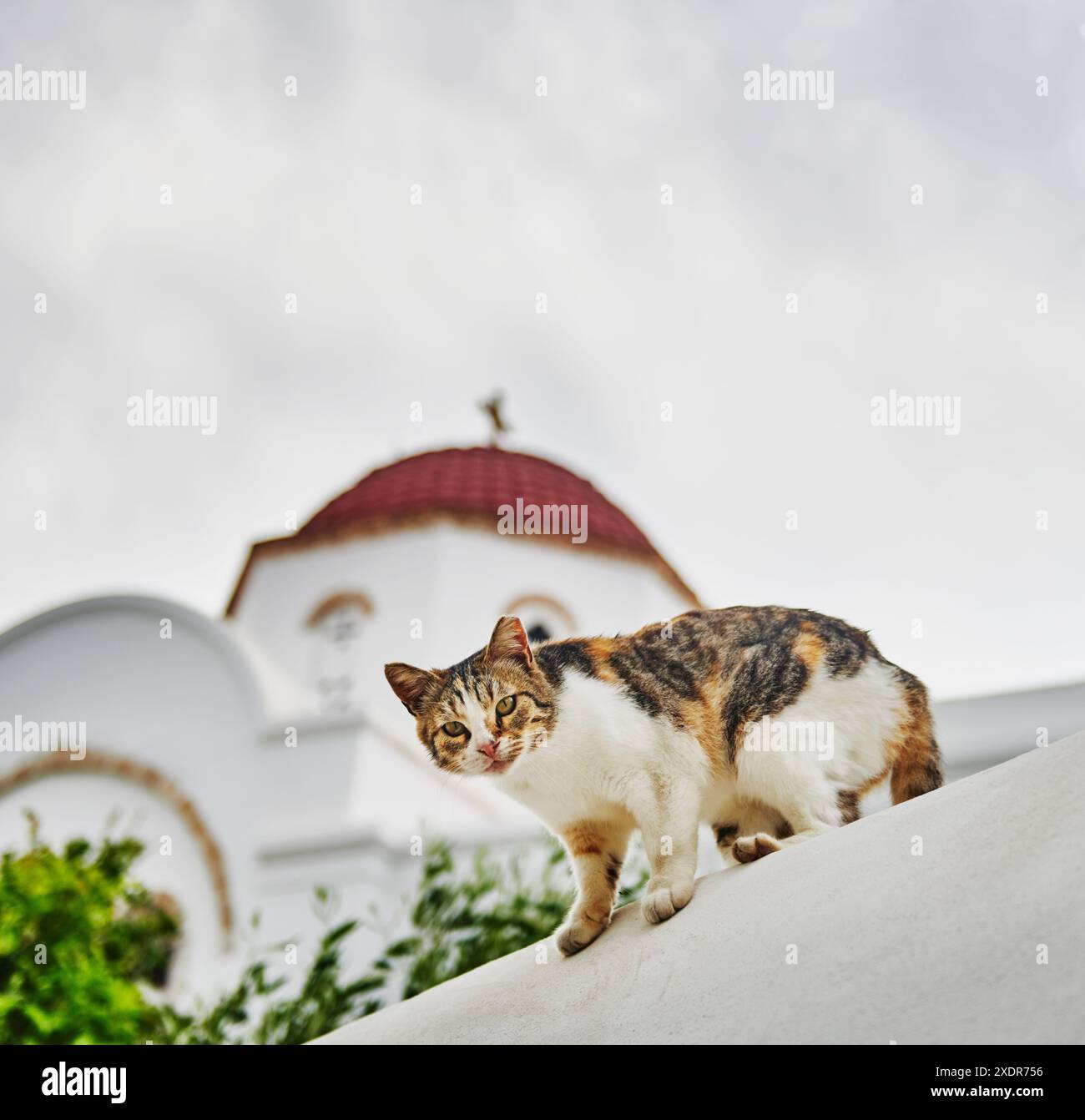 Gatto randagio sull'isola di Patmos, Grecia, Europa Foto Stock