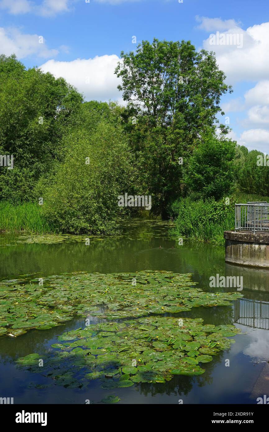 Il promontorio di Grantchester Mill che conduce al Byron's Pool vicino a Trumpington Foto Stock