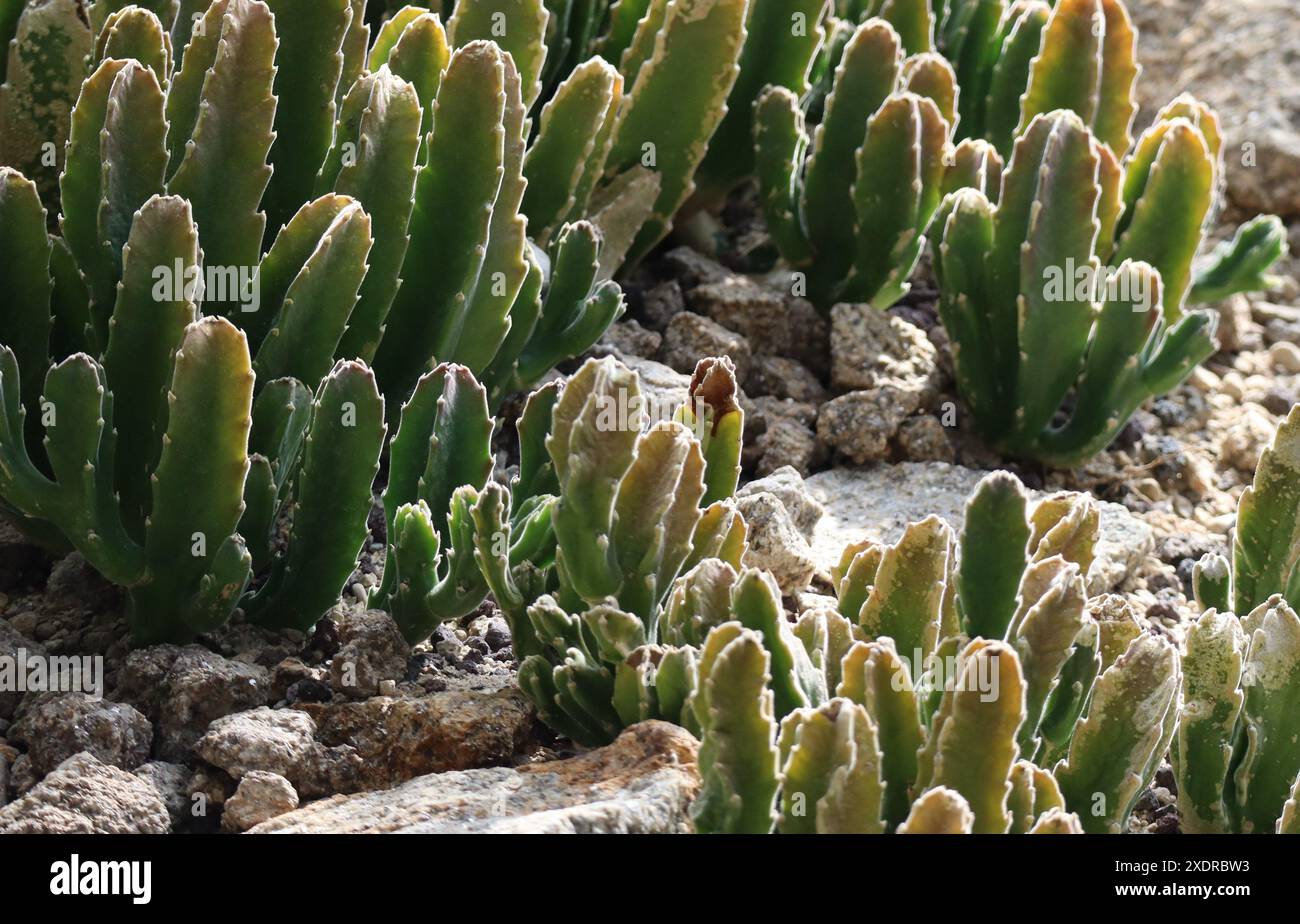 Fiore di carretto nel periodo senza fiori Foto Stock