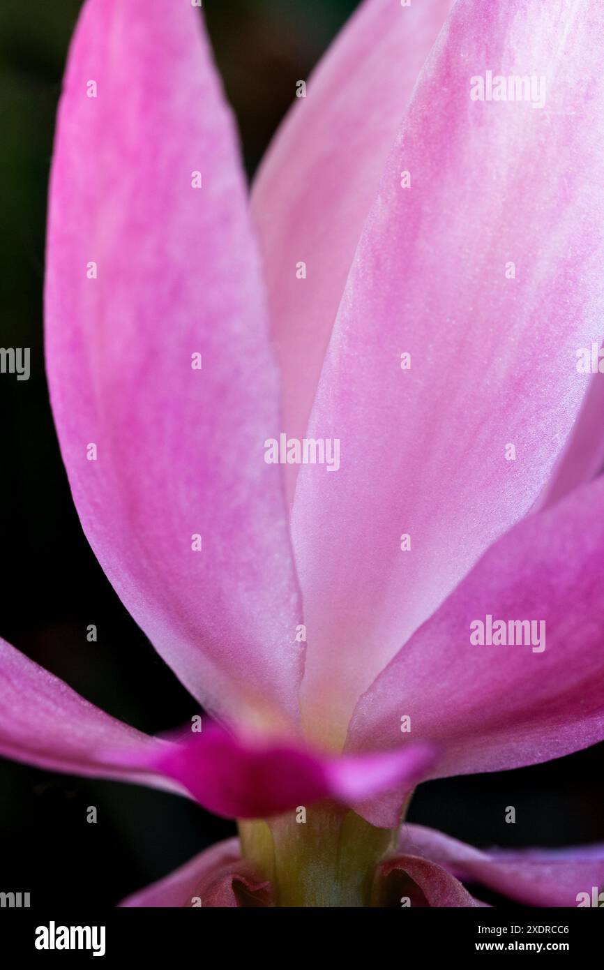 Dettaglio di petali di fiore rosa di Cyclamen persicum. Messa a fuoco selettiva. Sfondo nero. Verticale. Foto Stock