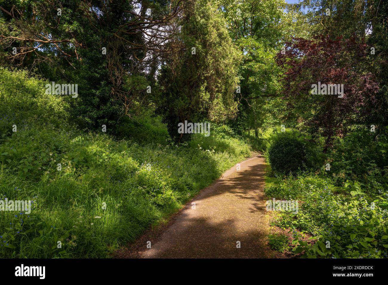 Castle Grounds, un parco pubblico a Reigate, Surrey, Regno Unito. Sebbene il castello non esista più, questo è un luogo piacevole per passeggiare nel centro di Reigate. Foto Stock