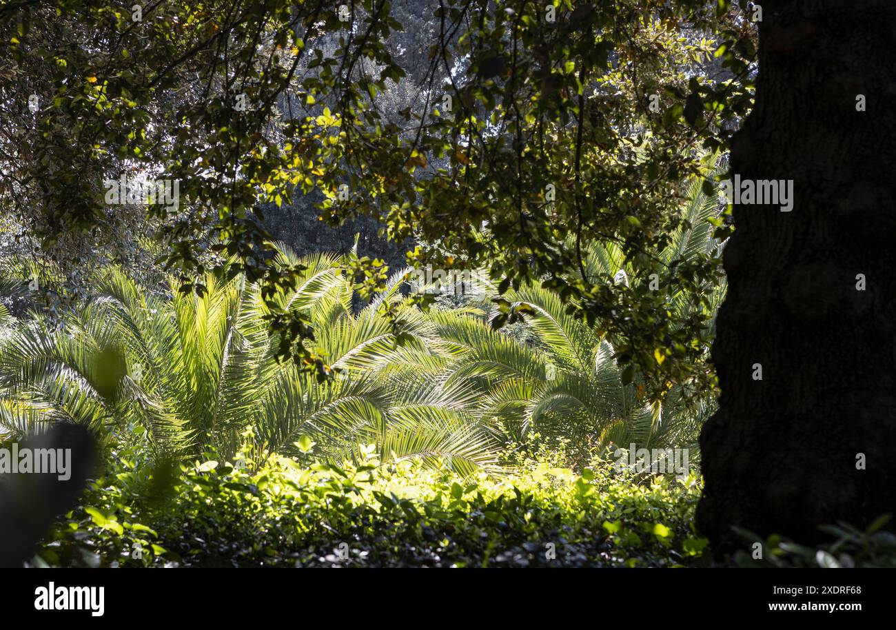 Lussureggiante vegetazione tropicale di piante, alberi e palme nel Giardino di Boboli, Firenze, Italia. Foto Stock