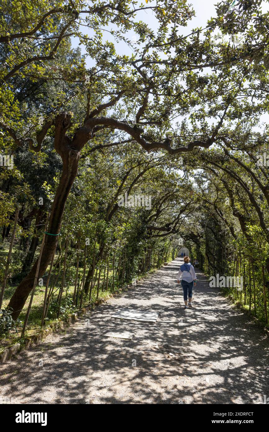 Una donna cammina lungo un sentiero con lecci addestrati che offrono ombra nel Giardino di Boboli, Firenze, Italia Foto Stock