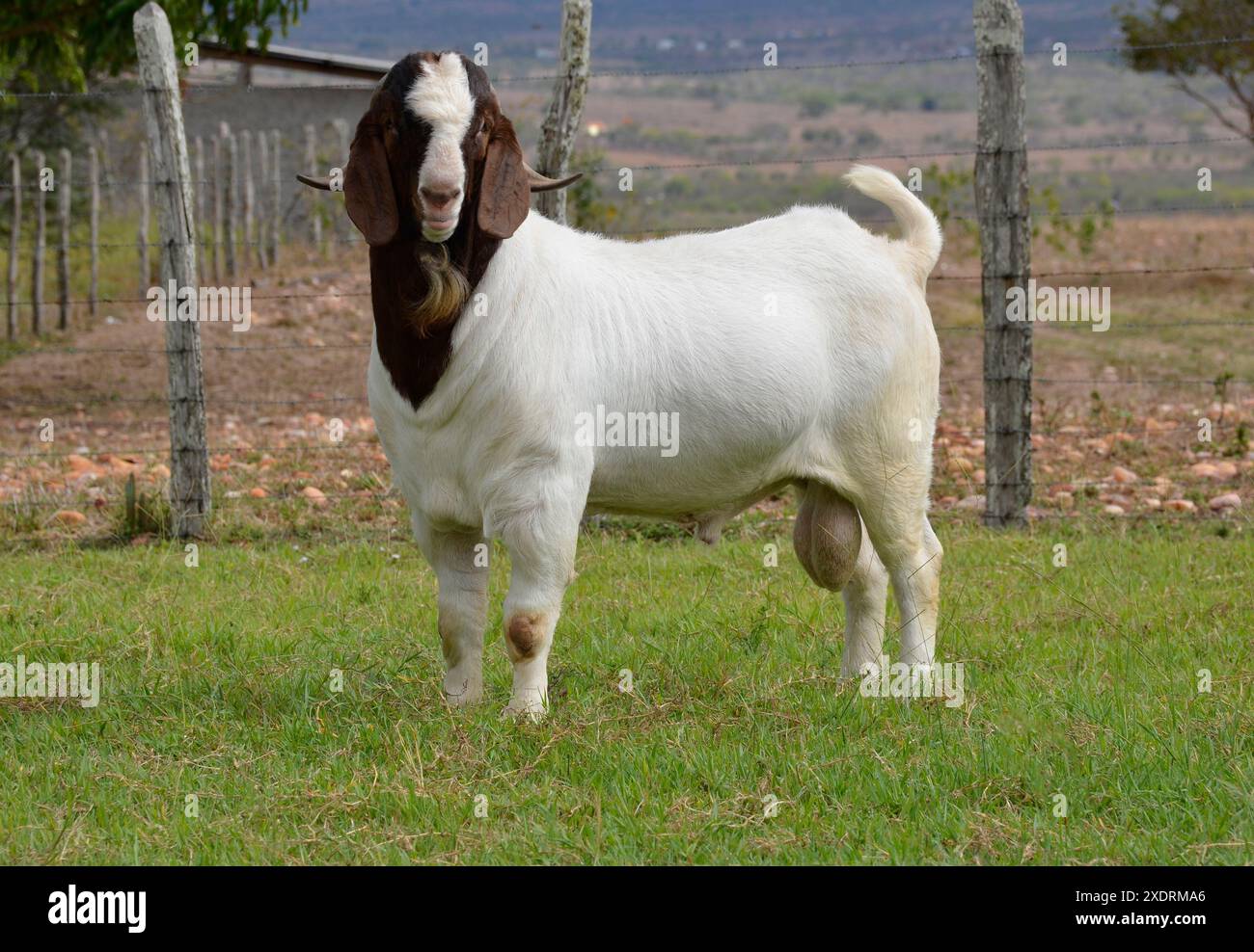 Capra boera maschile in Brasile. La Boera è una razza sviluppata in Sudafrica Foto Stock