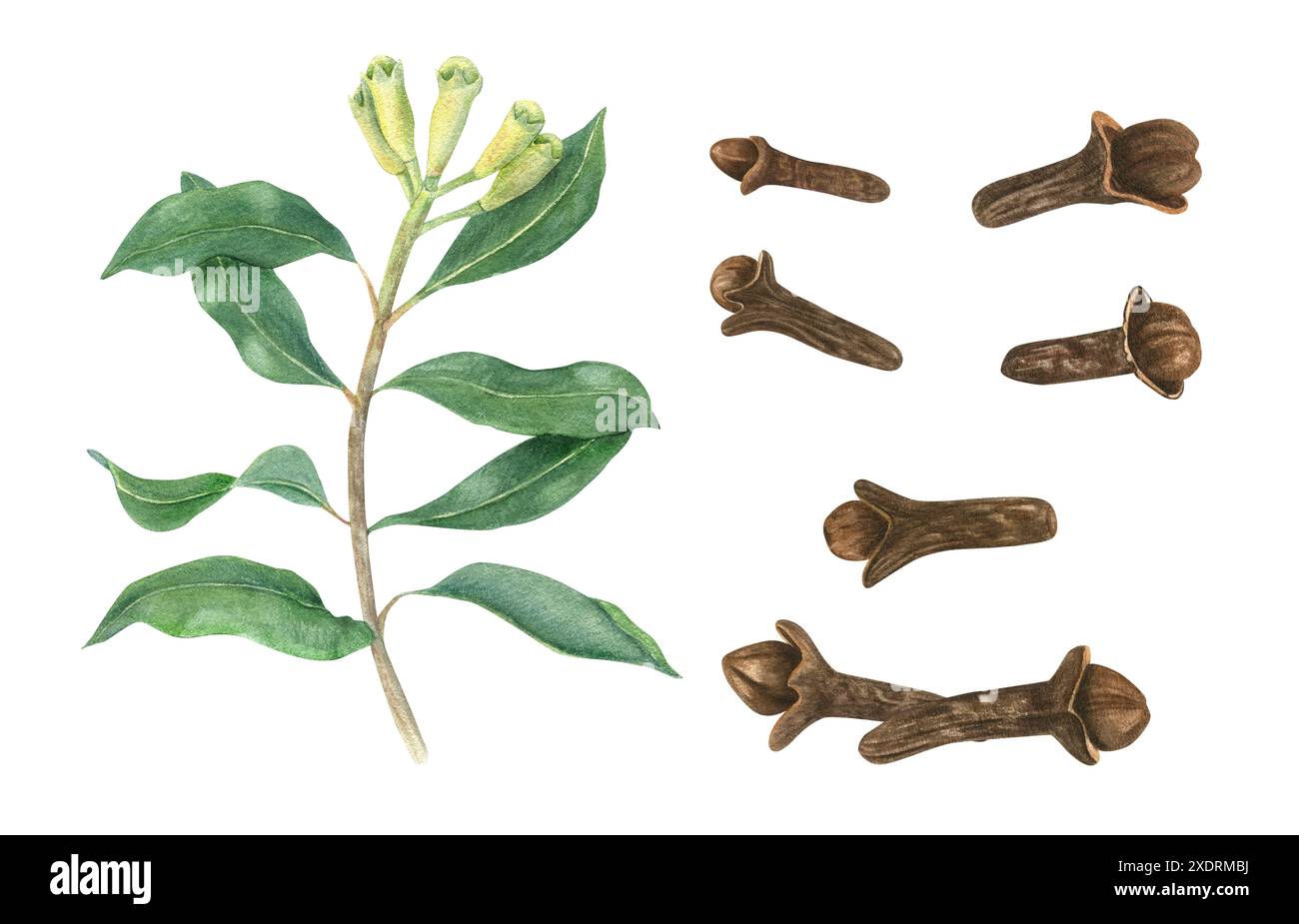Chiodi di garofano interi essiccati e piante. Set di chiodi di garofano aromatico. Ramoscello verde con gemme fresche e non mature. Spezie organiche salutari per VIN brulé, cucina. Foto Stock