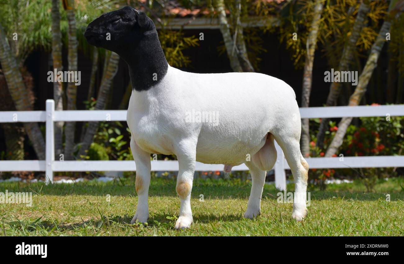 Montone dorper maschio molto premiato in Brasile. Il Dorper è una razza sviluppata in Sud Africa Foto Stock