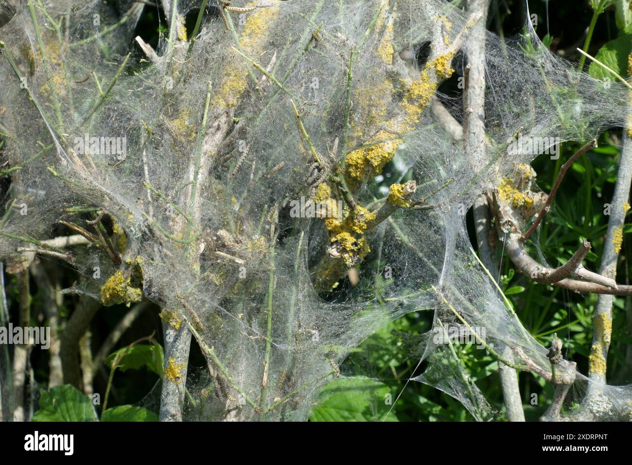 Tela di seta di brufoli di falena ermellata (Yponomeuta cagnagella) su un riccio contenente cespugli di mandrino nel Berkshire, maggio Foto Stock